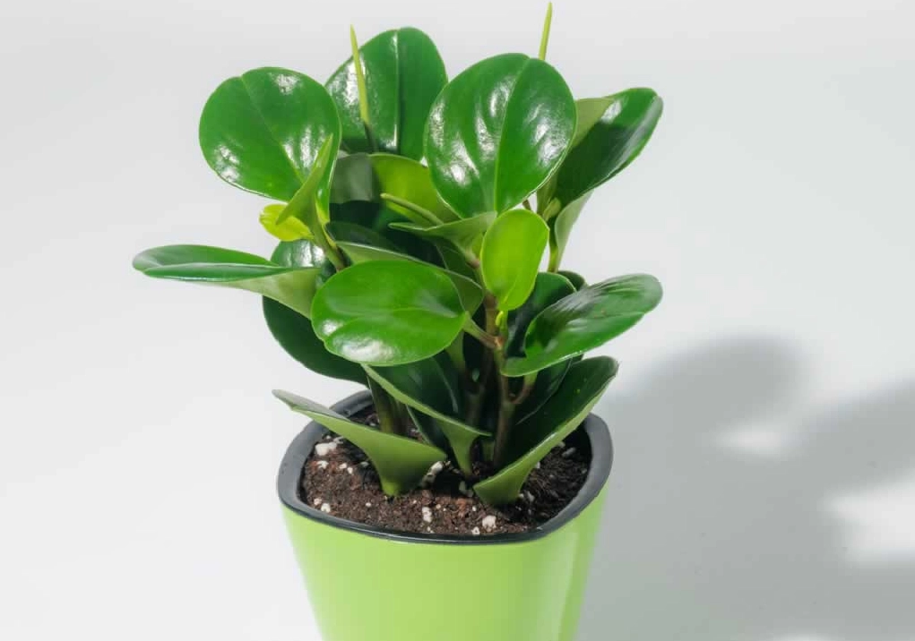 圓葉椒草照顧方法