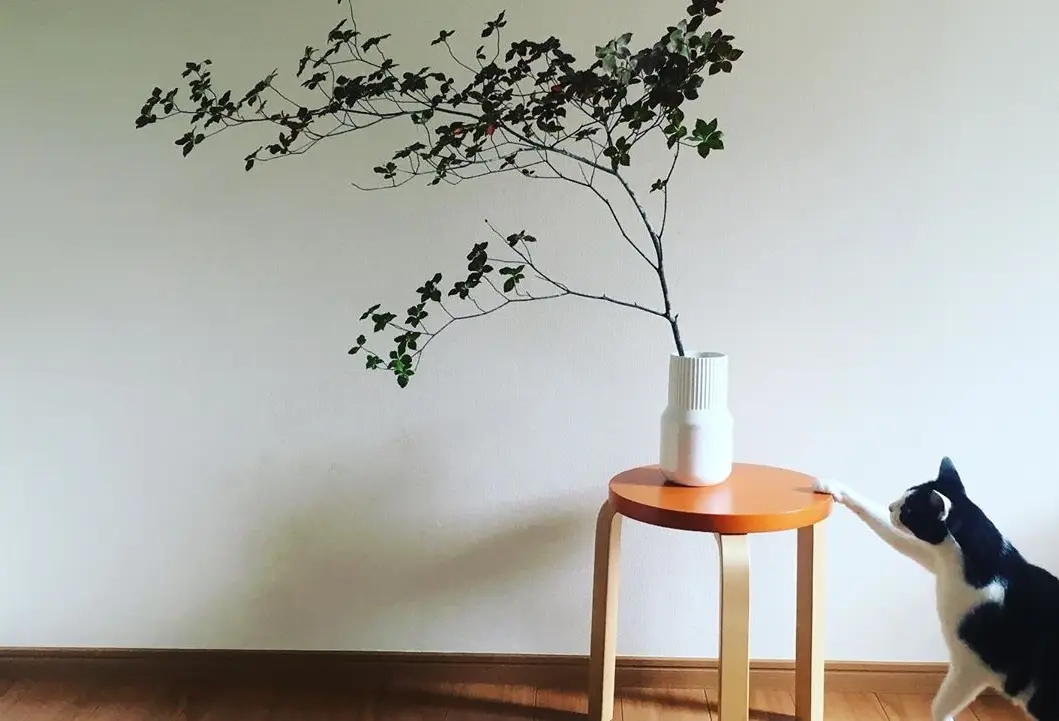 日本吊鐘照顧全攻略：從澆水到病蟲害，新手必看的養護技巧與常見問題