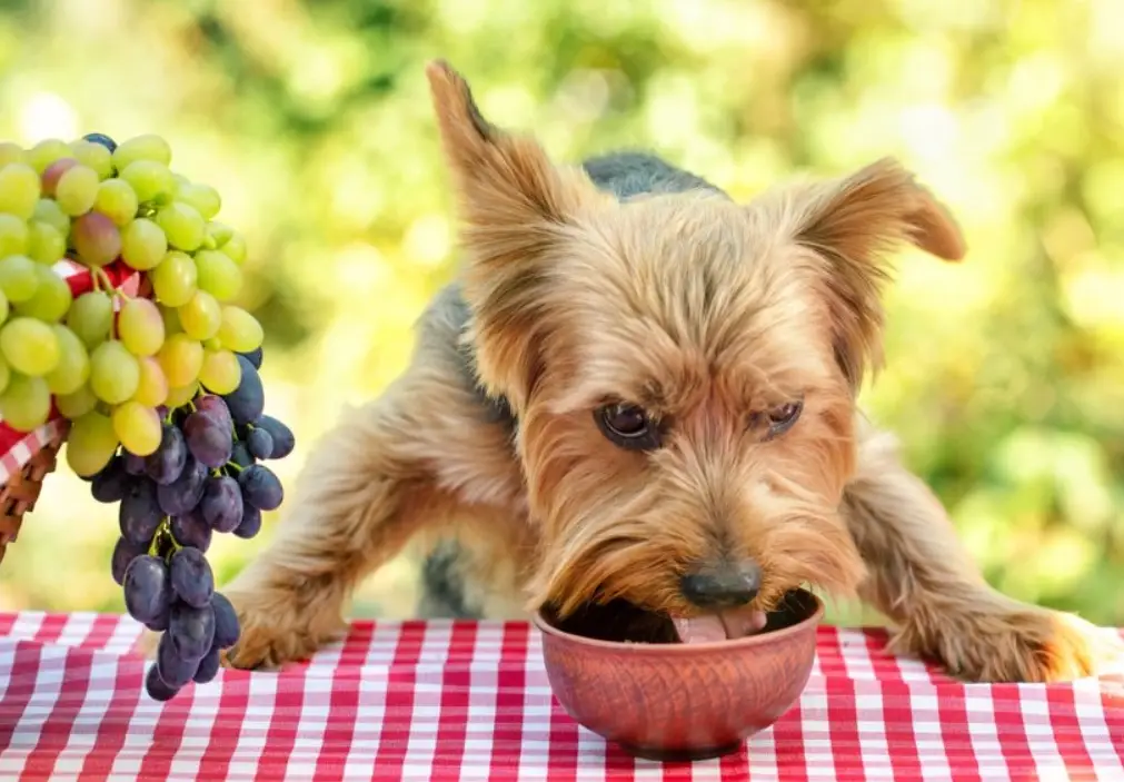 狗狗中毒症狀 狗狗中毒症狀