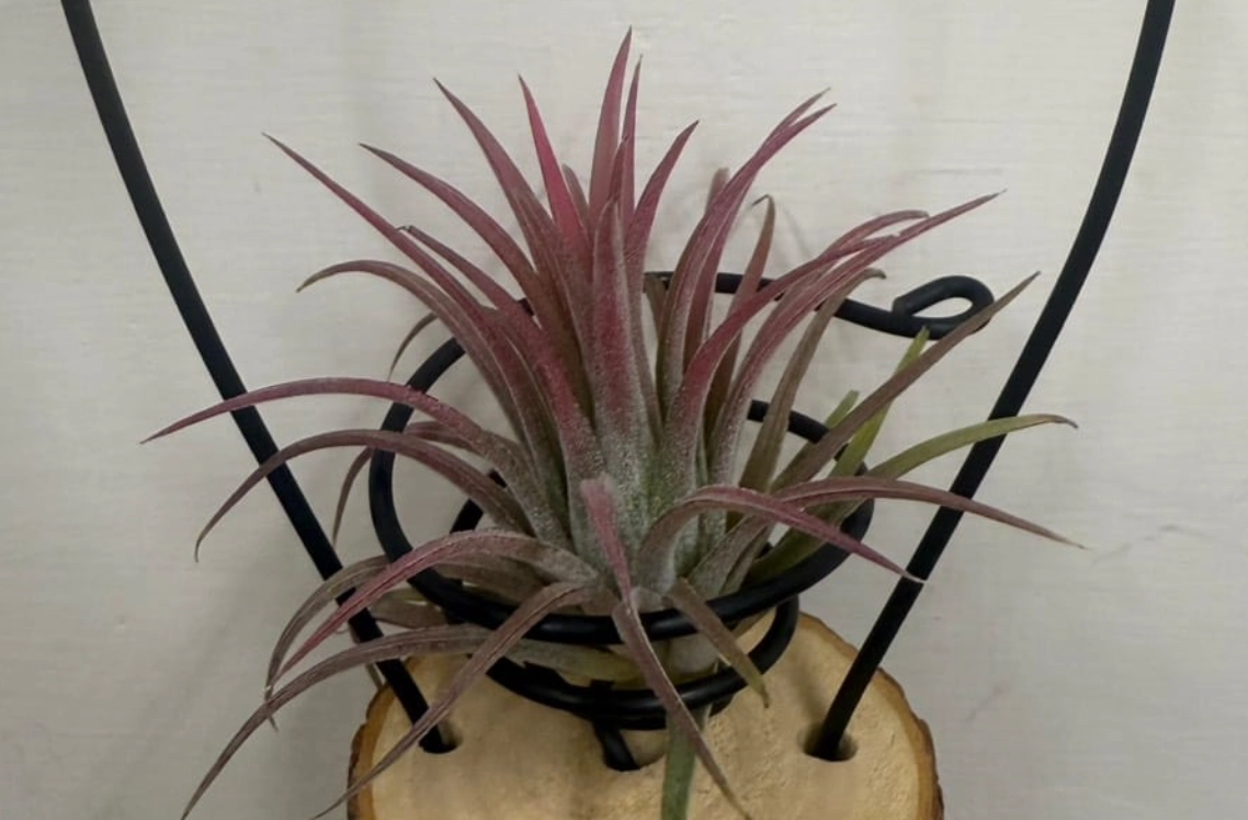 空氣鳳梨 寵物 安全