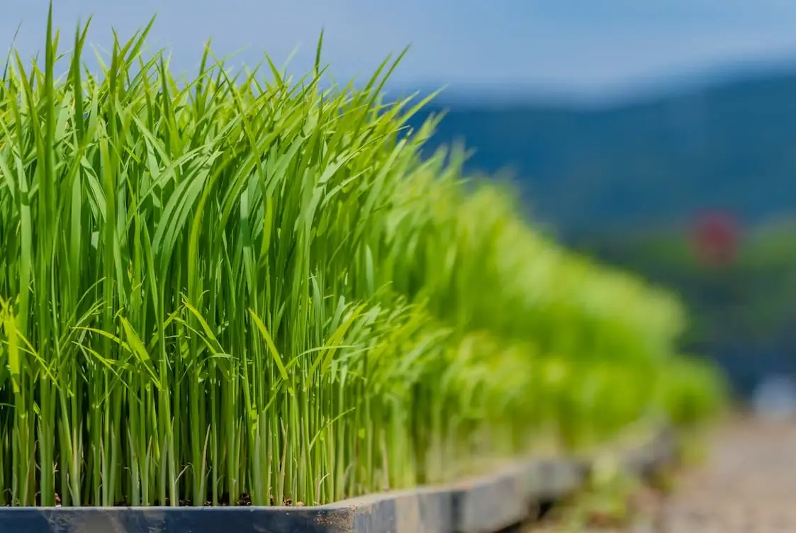 水稻育苗步驟完整指南：從選種到插秧，新手必看的實戰技巧