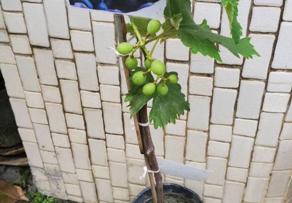 葡萄籽種植