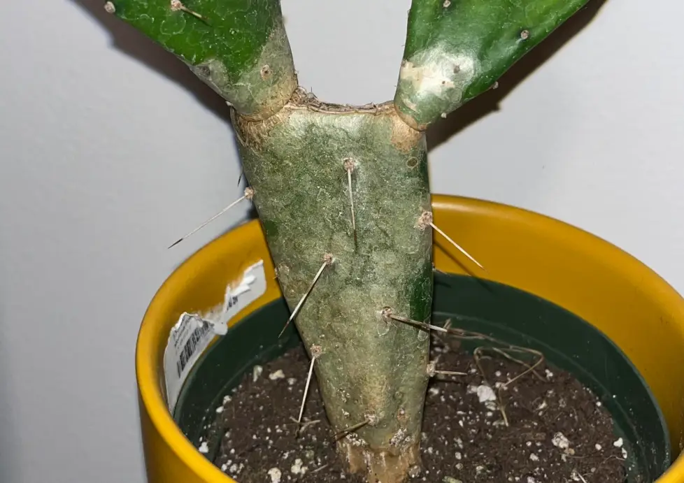 仙人掌 發白 原因 仙人掌 發白 原因