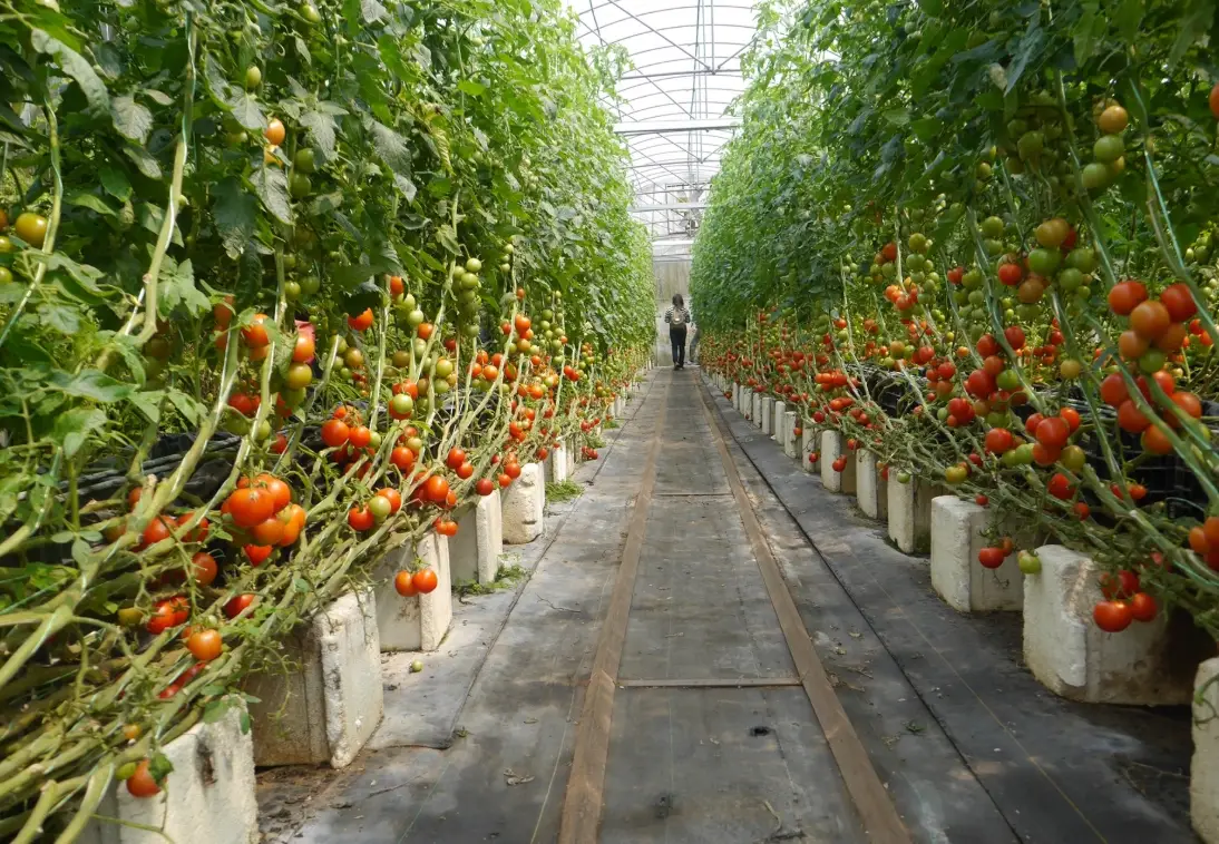 台灣番茄種植時間 台灣番茄種植時間