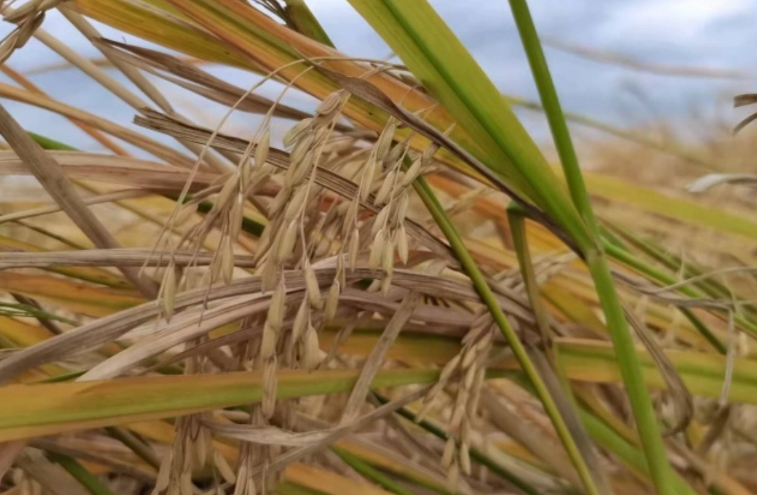 水稻成熟期判斷