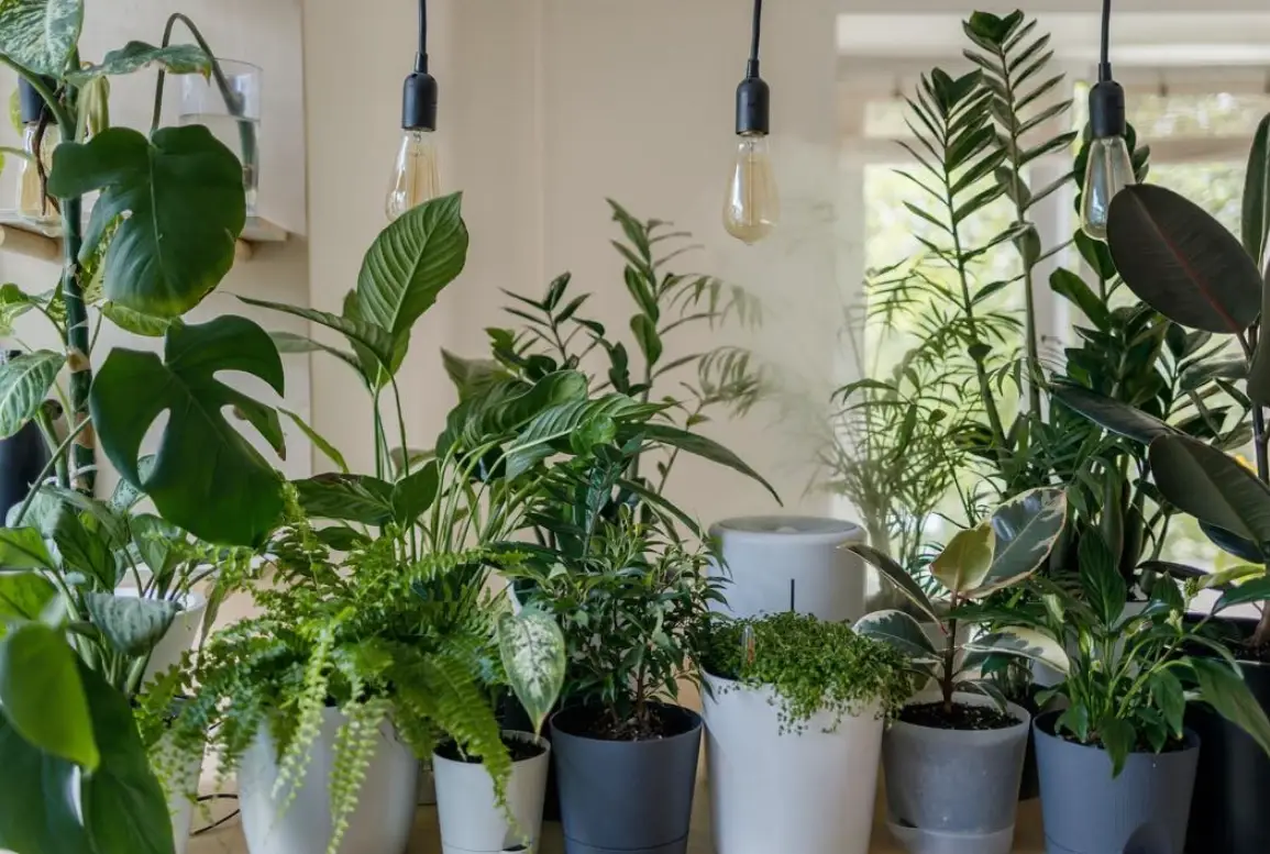 新手必看！10種最容易養的室內植物推薦與完整照顧指南