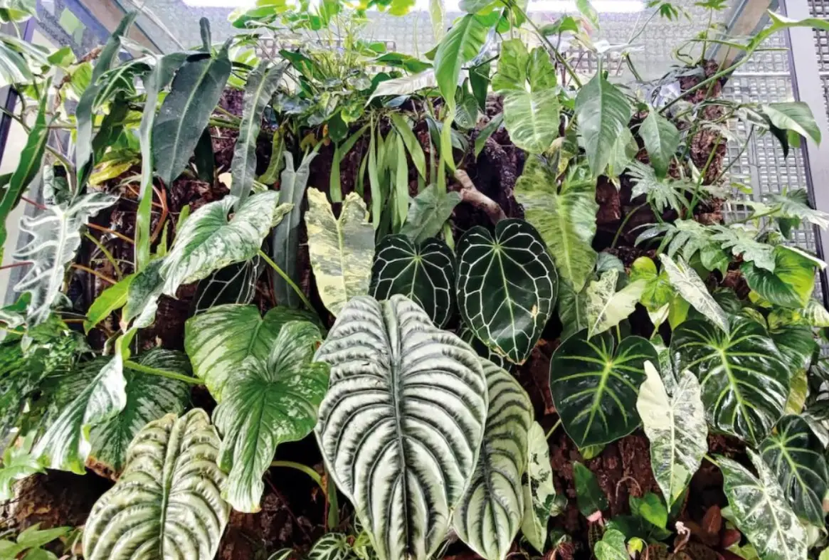 觀葉植物修剪指南：掌握時機、工具與技巧，讓你的室內叢林更茂盛