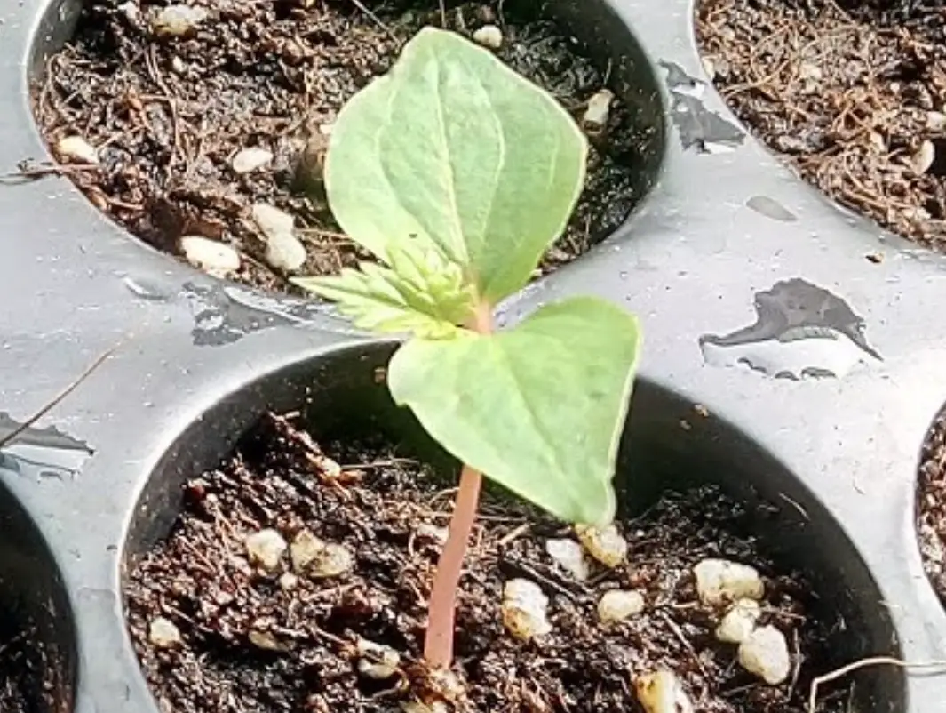 從種子到藤蔓：家庭葡萄育苗的完整指南與常見錯誤解析