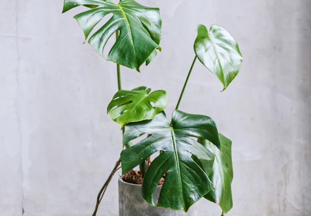 龜背芋照顧全攻略：十年經驗分享，避開新手常見錯誤