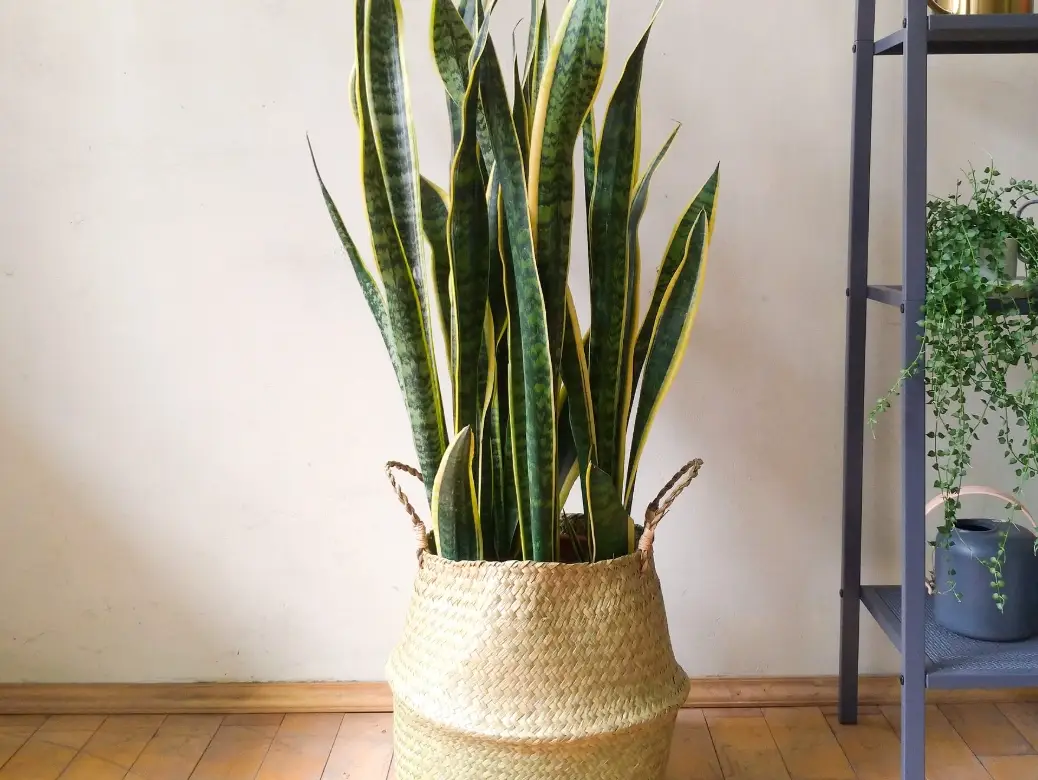 適合 房間 的 植物