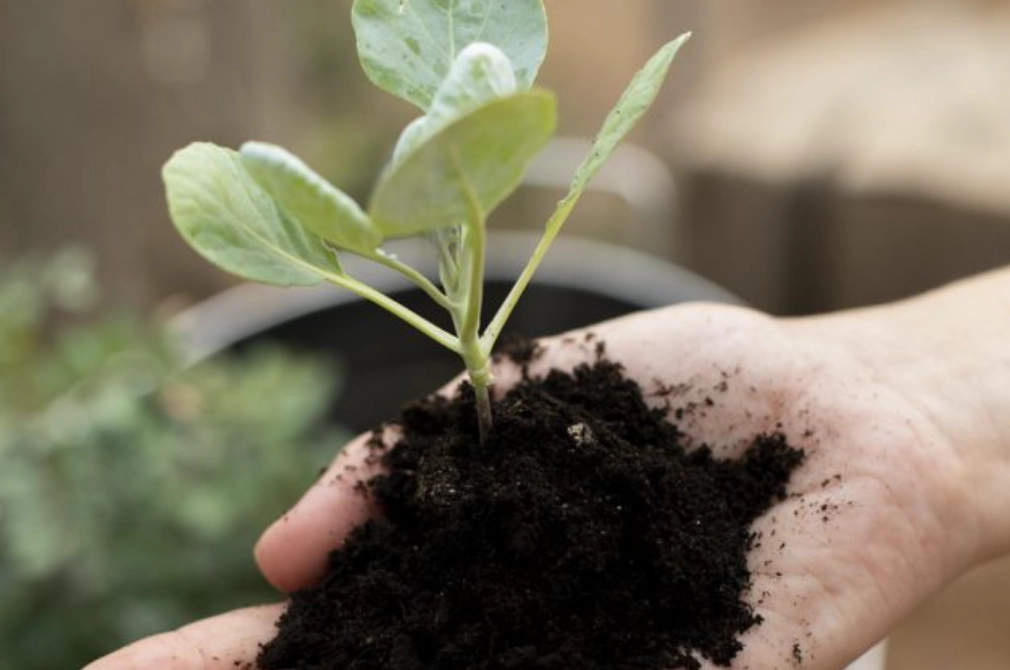 新手也能成功！從零開始的完整植物種植步驟圖解指南