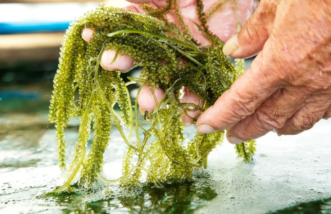 澎湖特產海葡萄