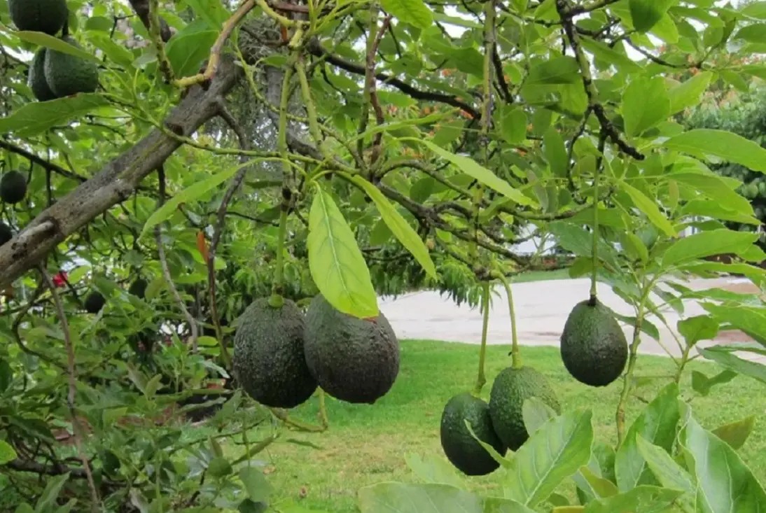 酪梨栽培技術 酪梨栽培技術