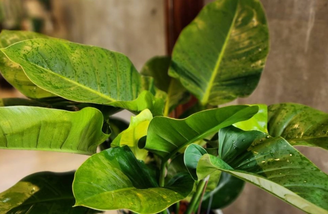 室內觀葉植物推薦