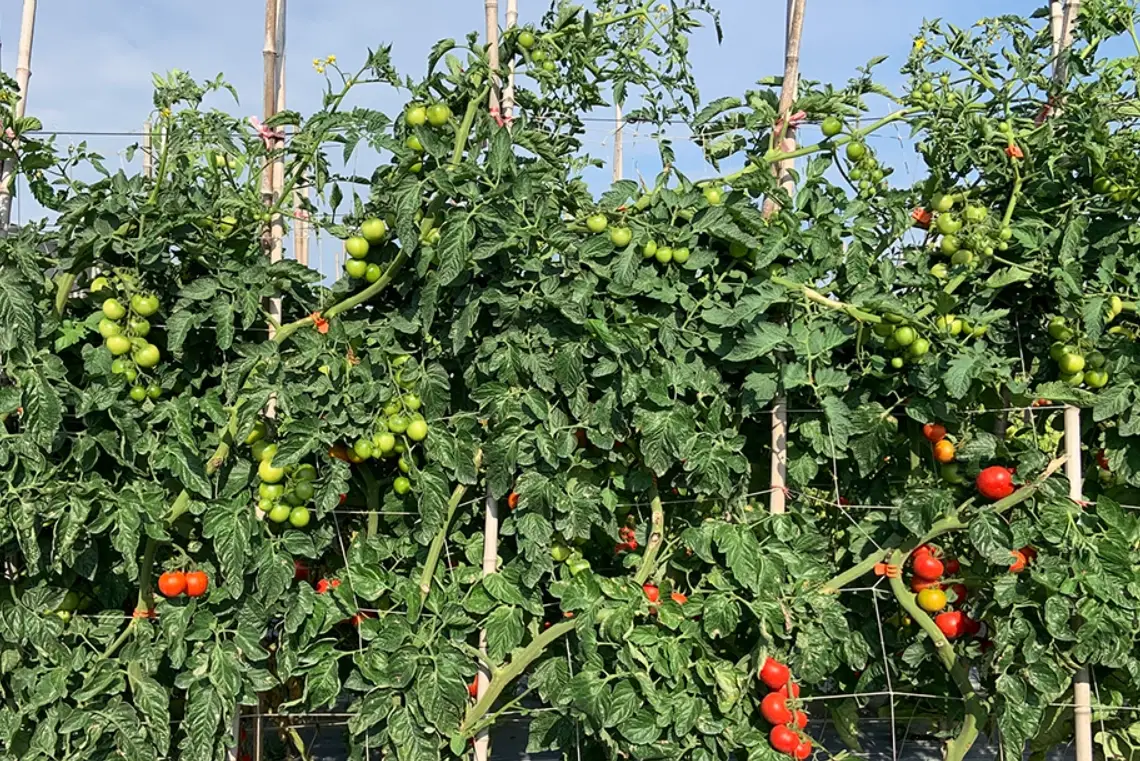 台灣番茄種植時間