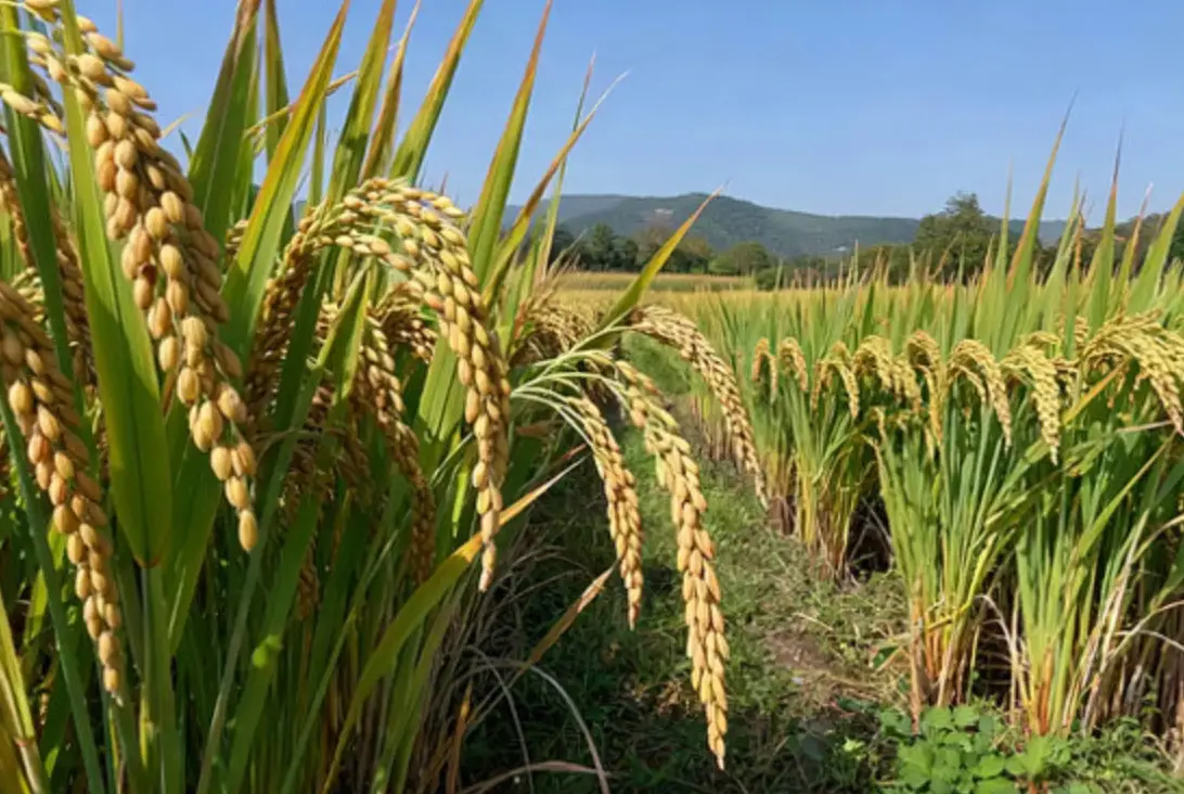 水稻成熟期管理