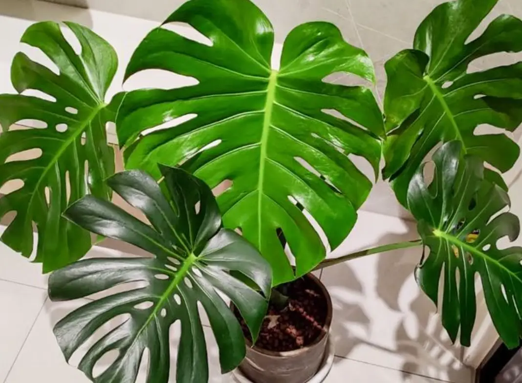 植物修剪技巧 植物修剪技巧