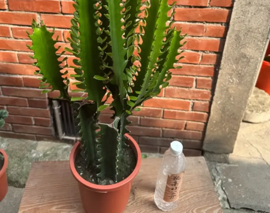 龍骨仙人掌擺放