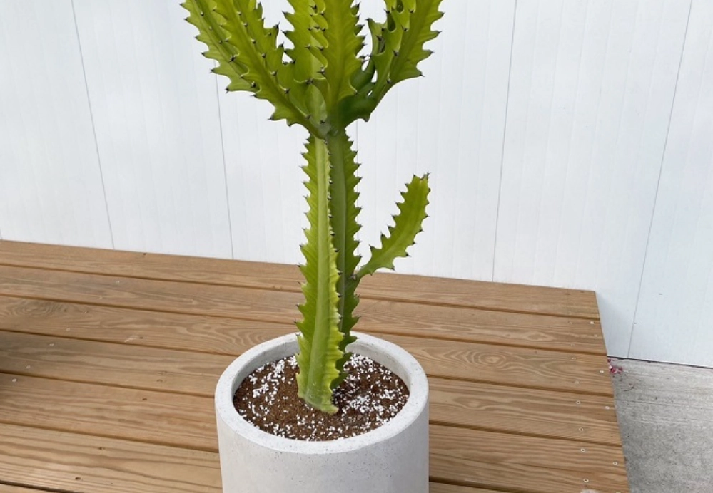 龍骨仙人掌風水全攻略：居家化煞佈局與擺放禁忌一次看懂