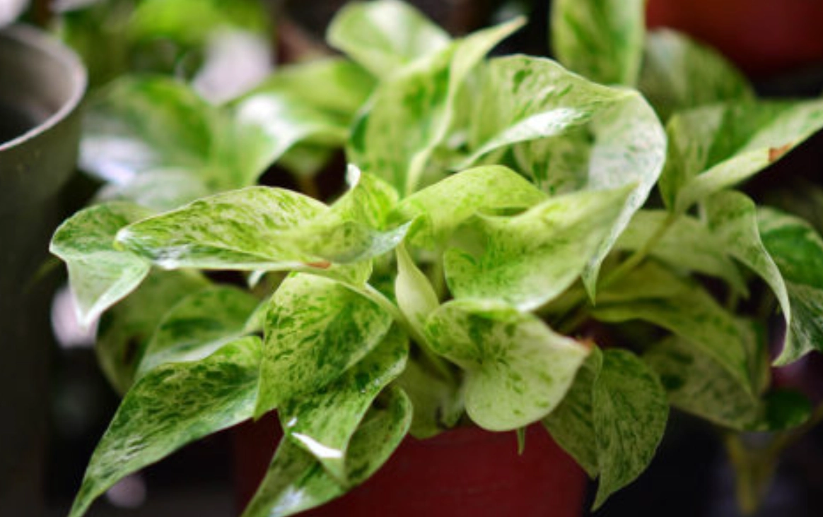 室內觀葉植物推薦