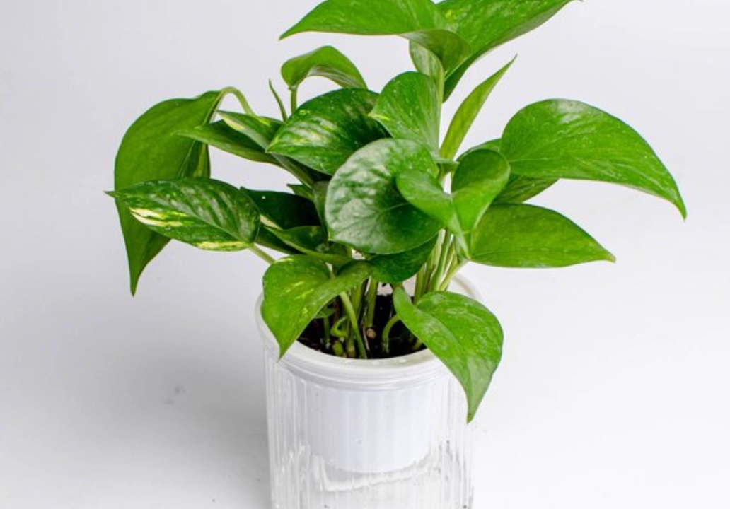 室內植物修剪 室內植物修剪