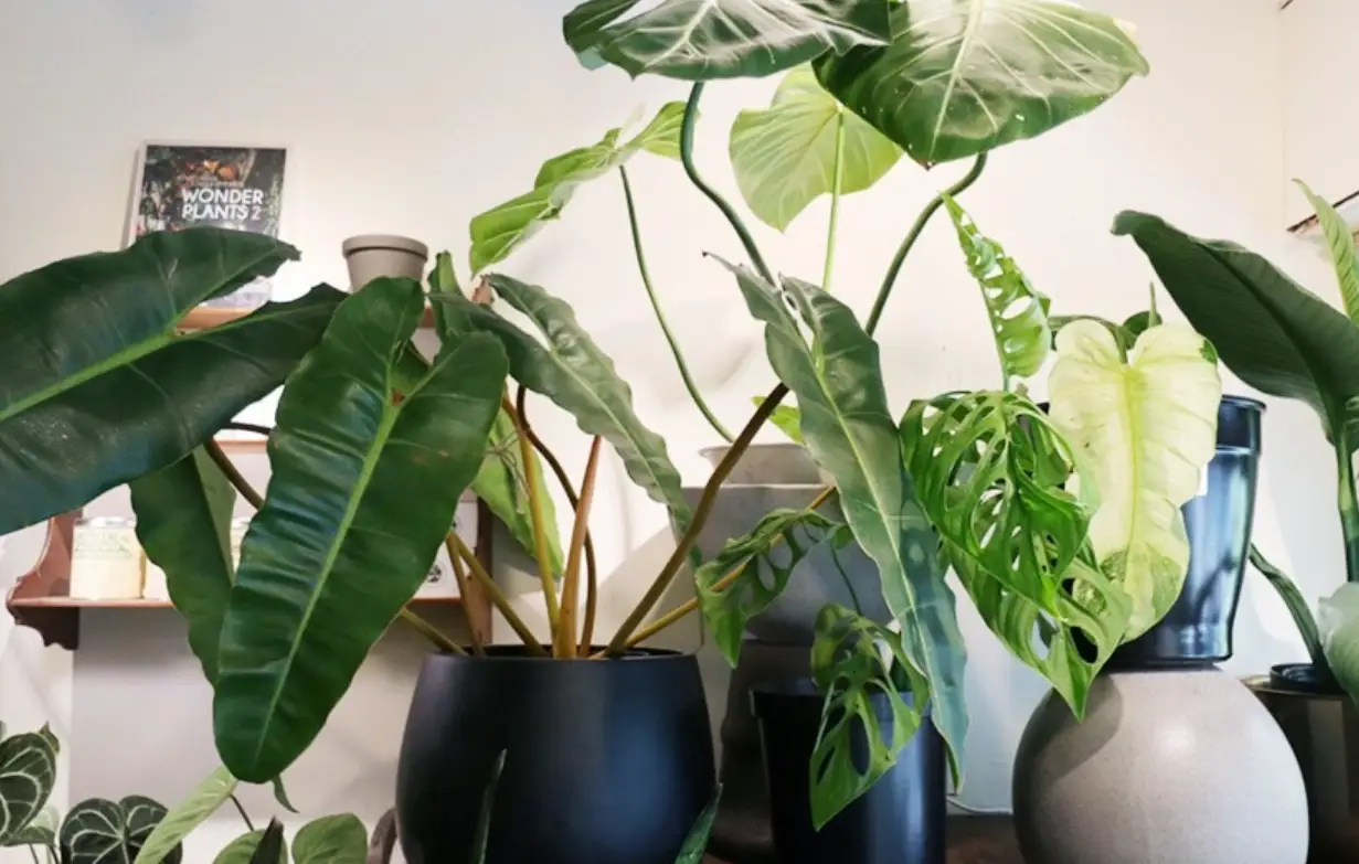 觀葉植物有哪些？10種室內綠植推薦與養護全攻略