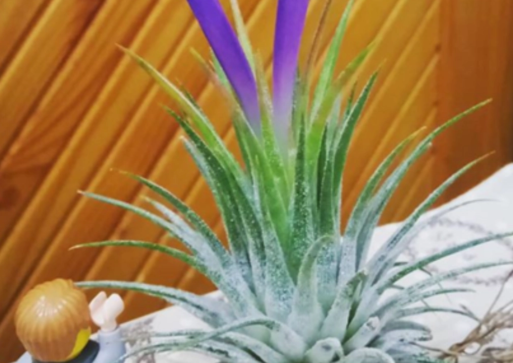 空氣鳳梨開花後必知三件事：養護、繁殖與常見迷思