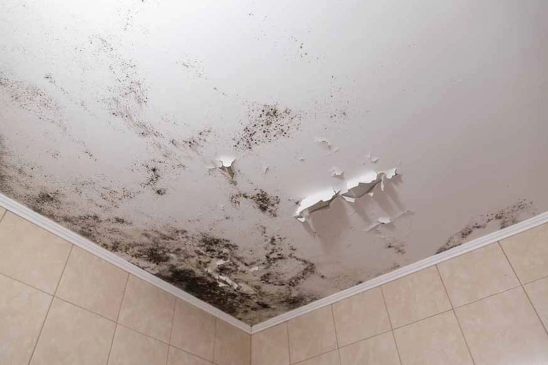 浴室天花板黴菌清除