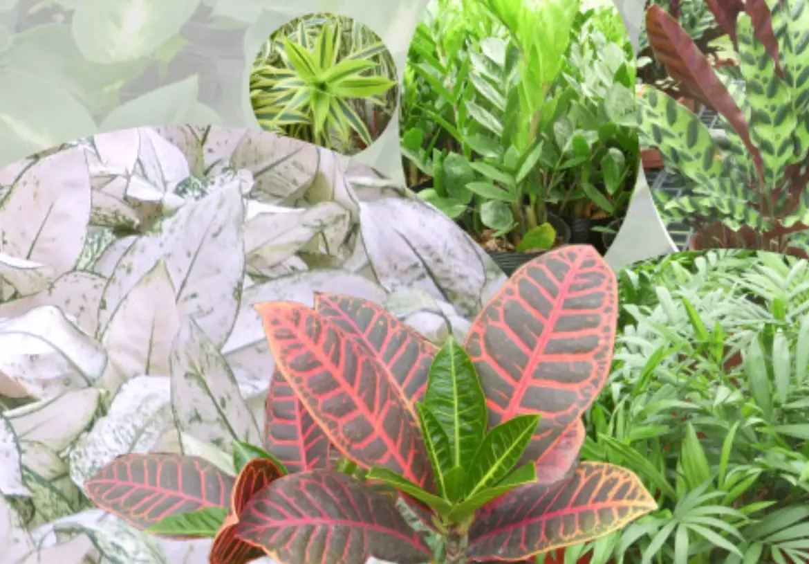 室內植物修剪 室內植物修剪