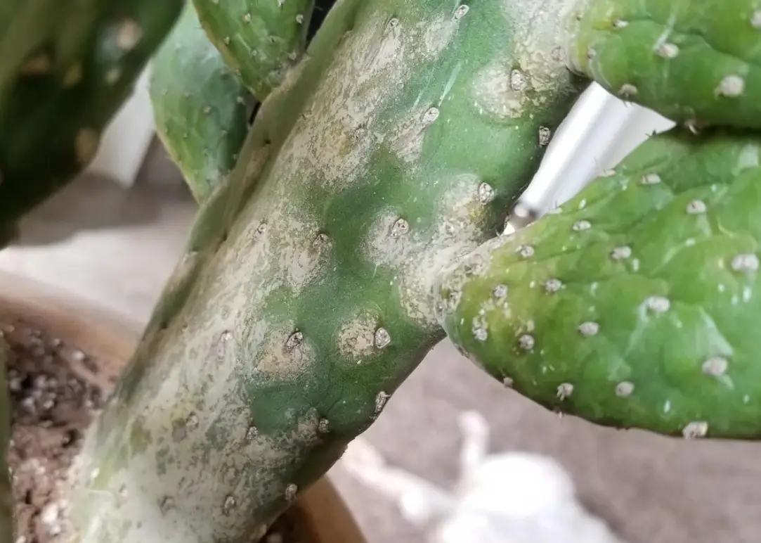 植物白化處理 植物白化處理