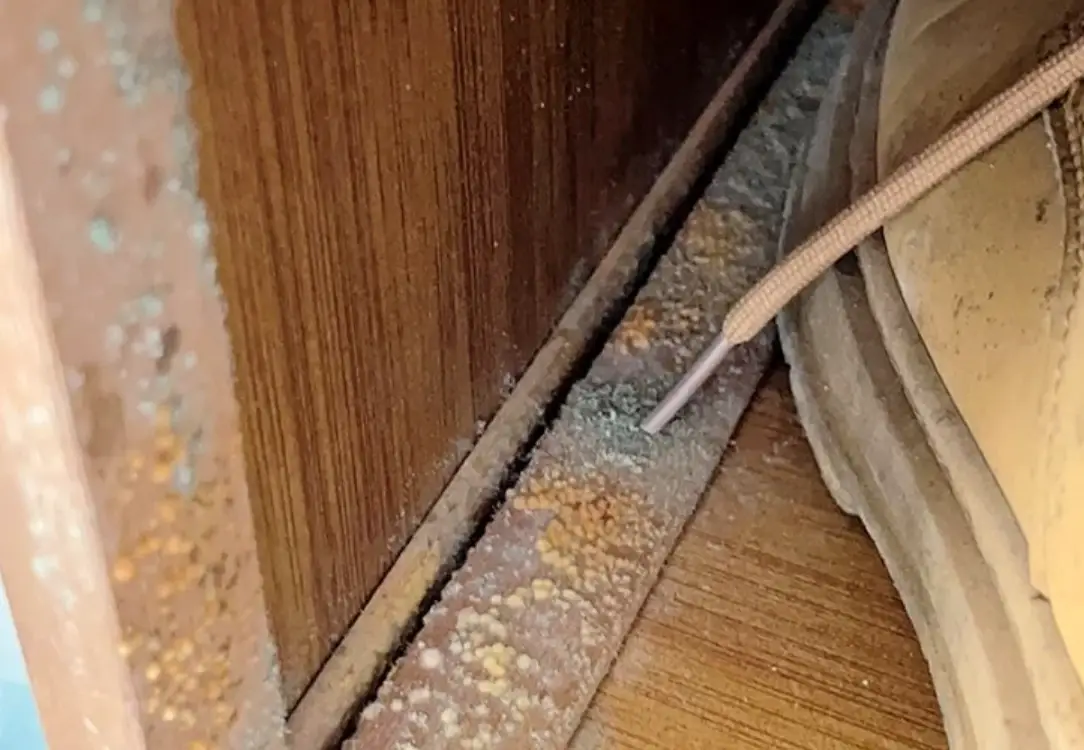 木頭家具發霉處理