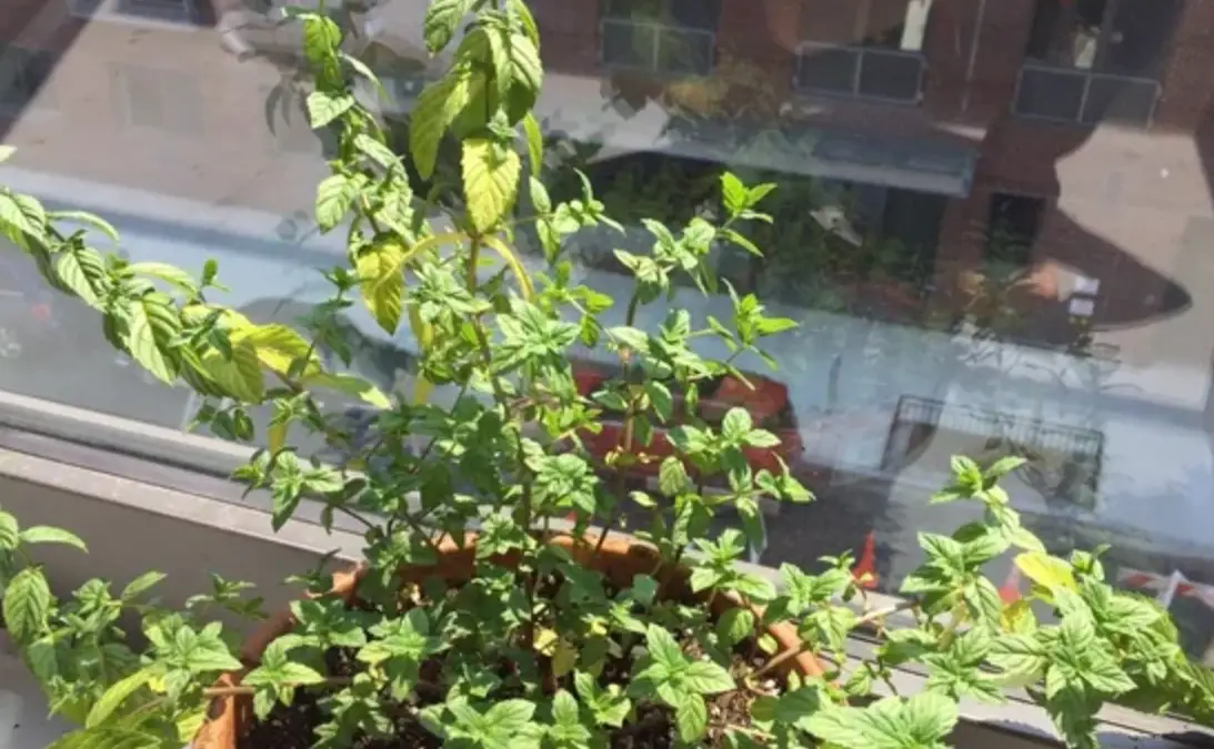 薄荷葉燒焦處理