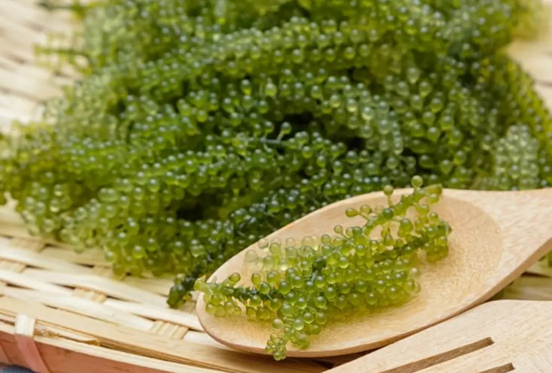 探索海葡萄產地：從屏東到台東的完整指南與選購秘訣