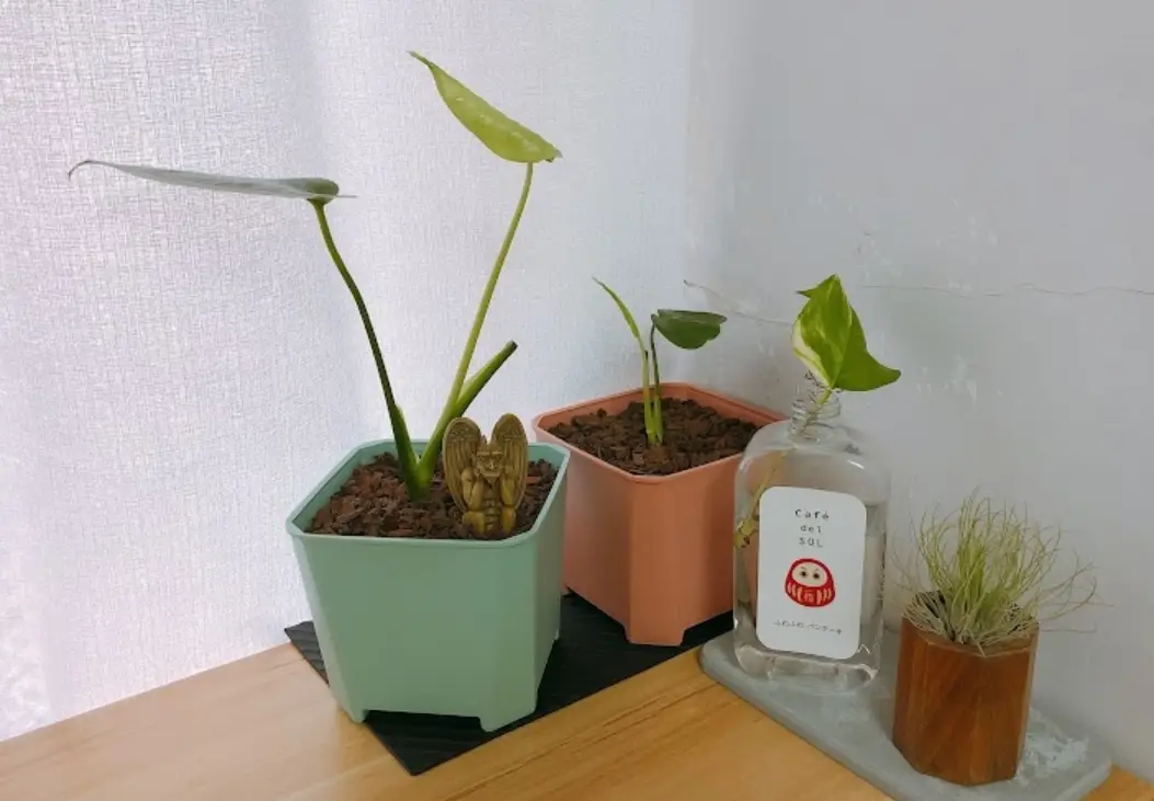 室內植物推薦