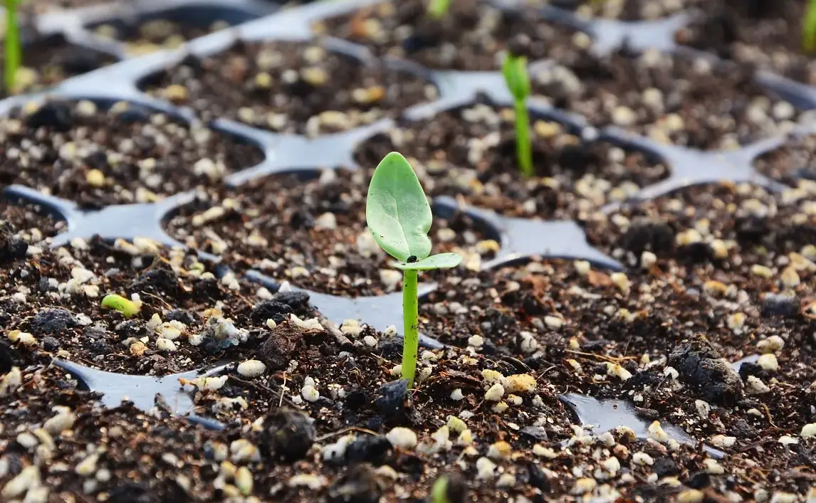 葡萄种子发芽 葡萄种子发芽
