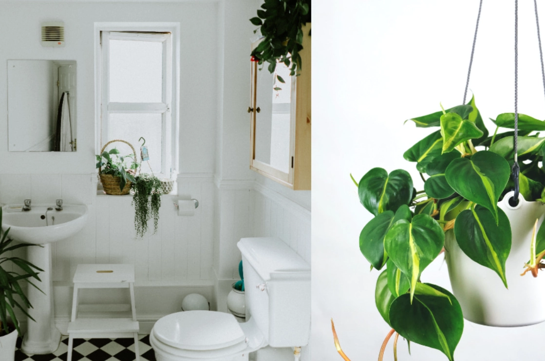 淨化空氣植物 淨化空氣植物