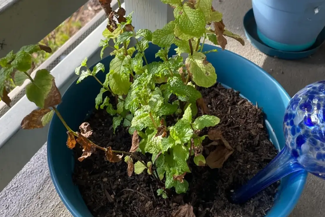 薄荷葉子燒焦原因