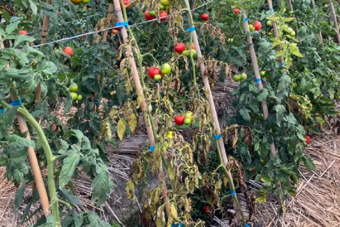 番茄種植季節 番茄種植季節