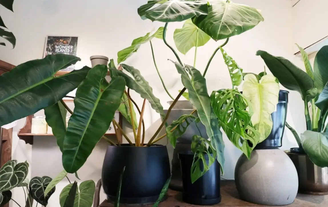 植物修剪技巧 植物修剪技巧