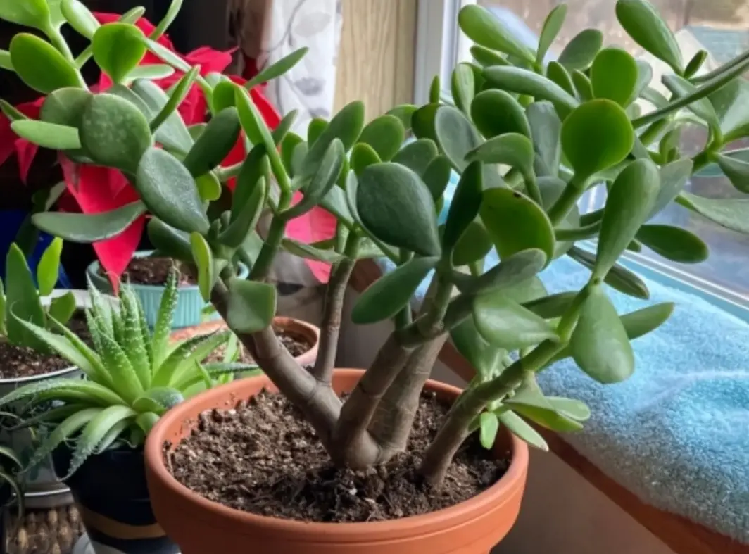 玉樹種植全攻略：從澆水到繁殖，新手也能養出健康多肉