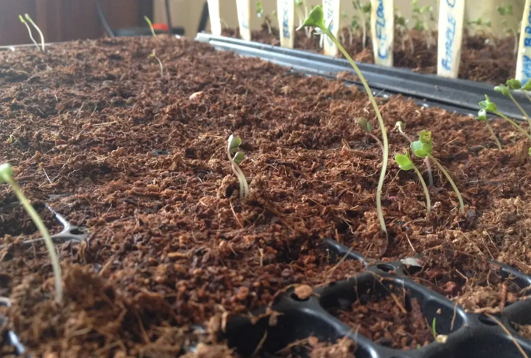 葡萄育苗方法 葡萄育苗方法