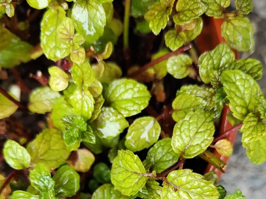 薄荷葉燒焦處理