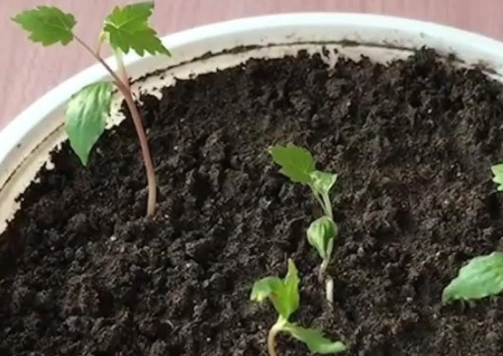 葡萄种子处理 葡萄种子处理