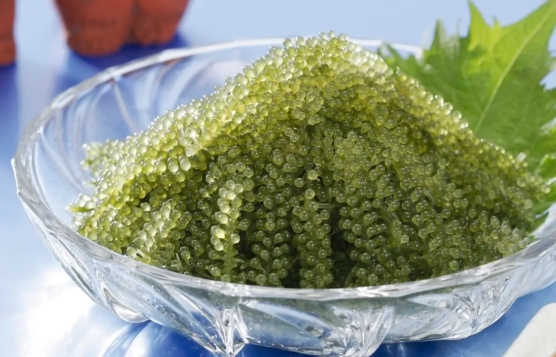 澎湖海葡萄保養品功效