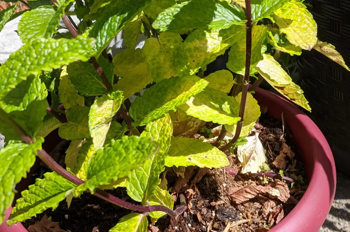 薄荷葉子燒焦怎麼辦？專家解析原因與完整修復指南