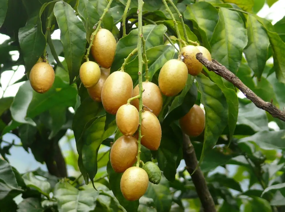 黃皮果功效全解析：止咳化痰、消食健胃，中醫也推薦的夏季聖果