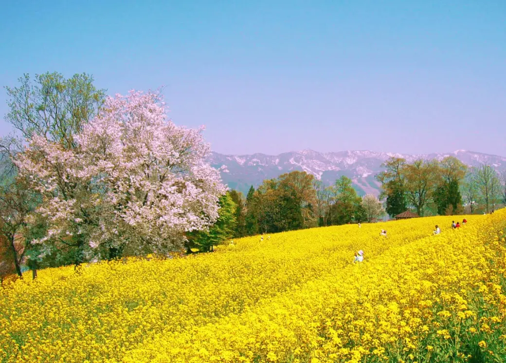 台灣春天賞花全攻略：必訪花海、花期預測與私房路線
