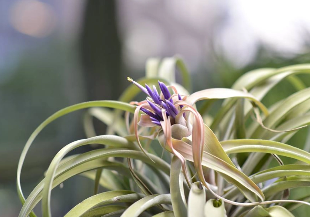 空氣鳳梨開花後死亡 空氣鳳梨開花後死亡