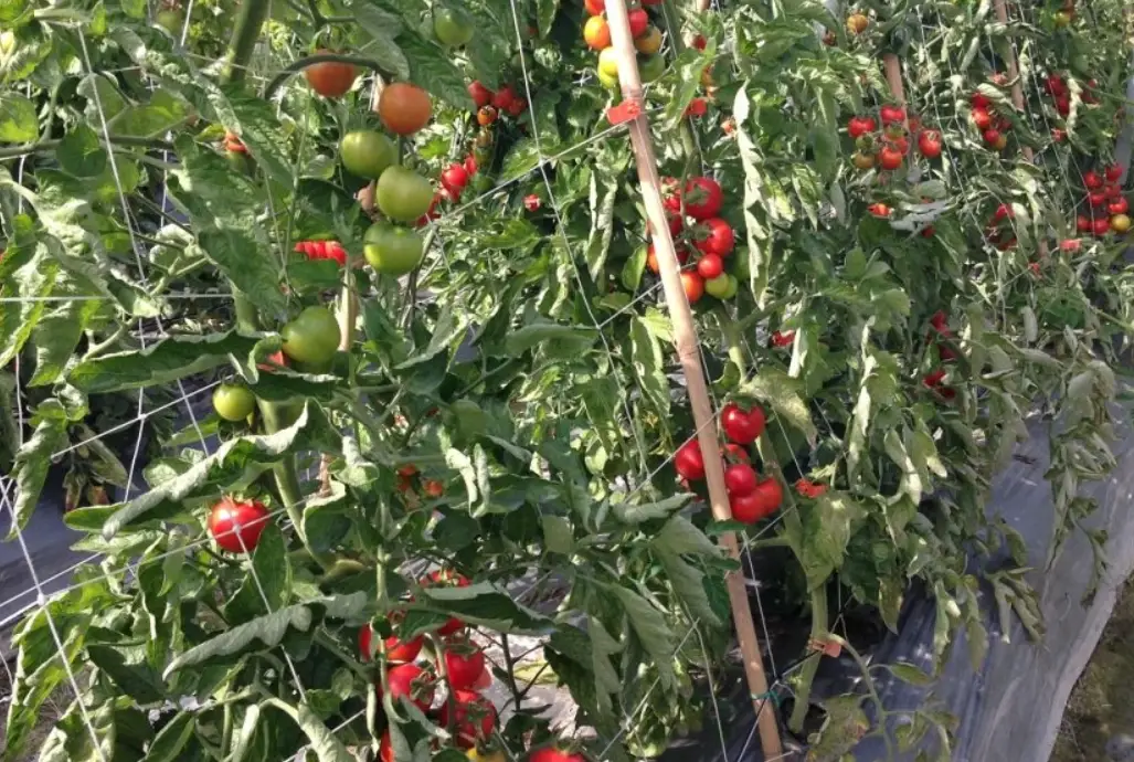 番茄種植季節 番茄種植季節