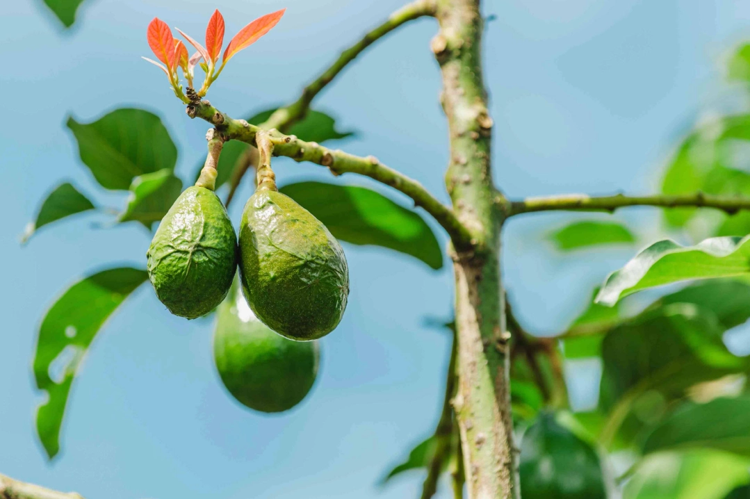 台灣酪梨種植 台灣酪梨種植